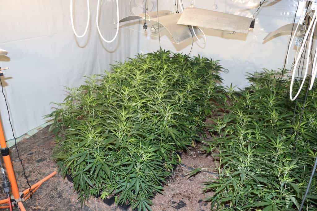 Policija razkrila kriminalno združbo, ki je v Sloveniji in Avstriji preprodajala drogo ter od dolžnika zahtevala, da bi dolg odplačal s prodajo ledvice