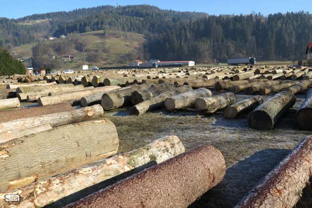 Začenja se dovoz hlodovine za letošnjo koroško licitacijo najboljšega lesa