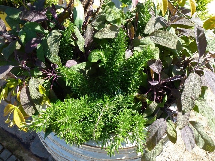 Knjižnica Dravograd vabi na predavanje Lorete Vlahović na temo "Veselje z vrtom na terasi in balkonu"