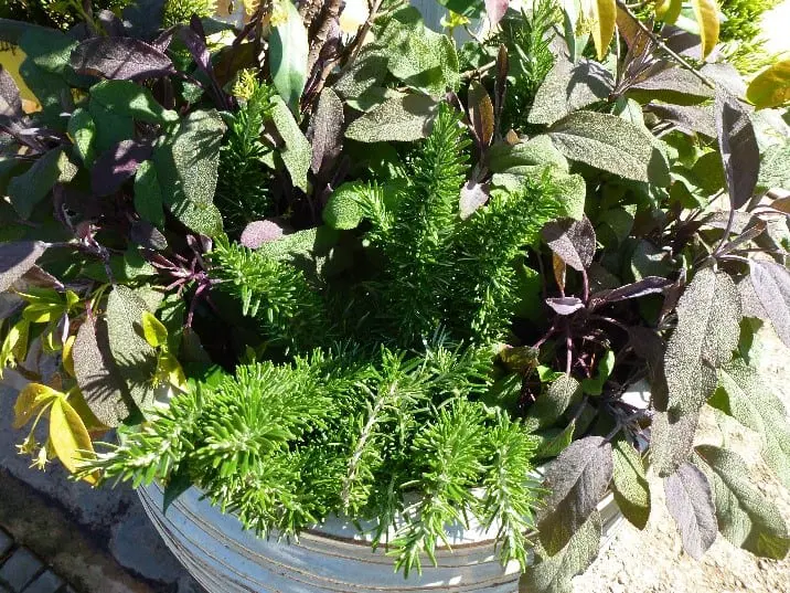 Knjižnica Dravograd vabi na predavanje Lorete Vlahović na temo "Veselje z vrtom na terasi in balkonu"