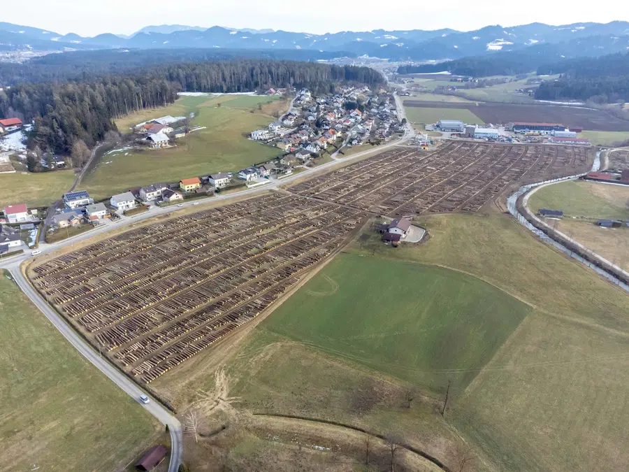 Licitacija vrednejših lesnih sortimentov v Slovenj Gradcu bo zagotovo postregla s presežniki