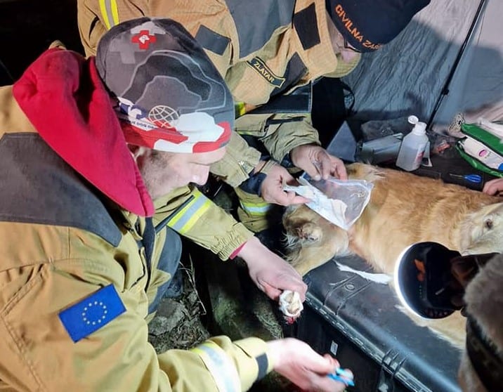 Slovenski reševalni pes v Turčiji poškodovan, ostali nadaljujejo iskanje pogrešanih