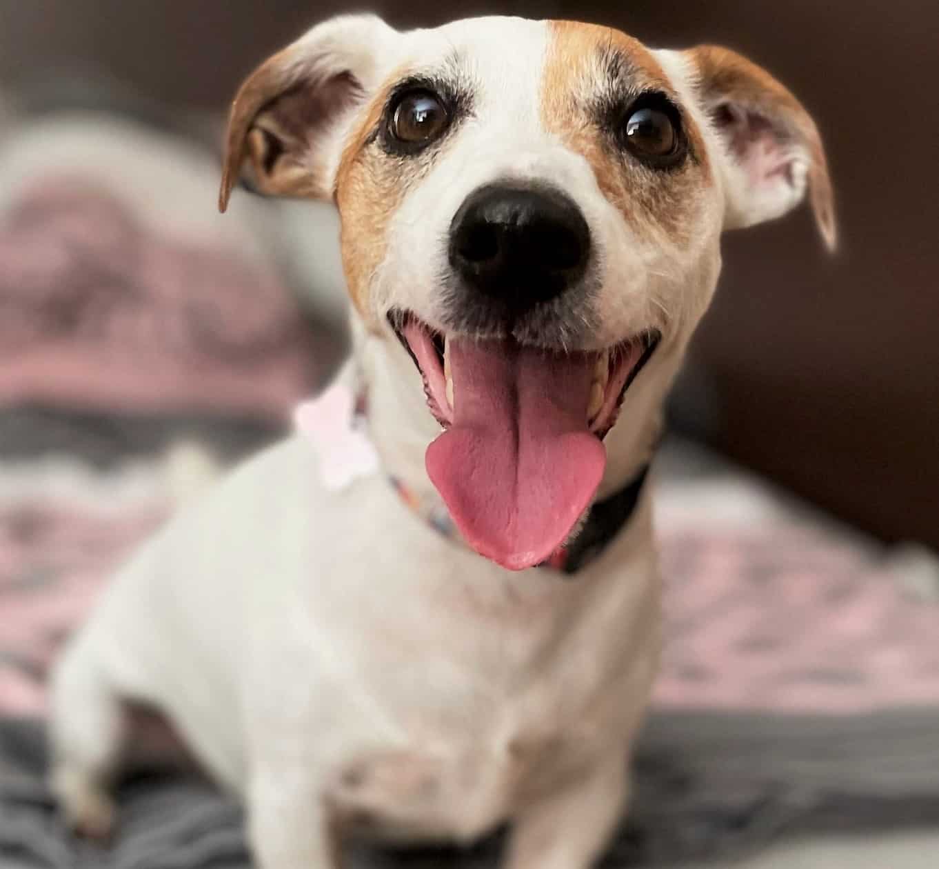 Žalostna zgodba: Toby iz Koroške zaradi nesreče lastnika išče nov dom