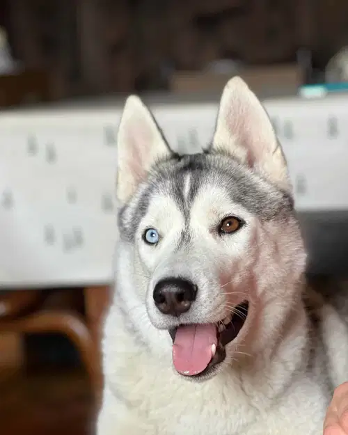Išče se psička Zoya pasme husky, ki je izginila sinoči v Podgorju