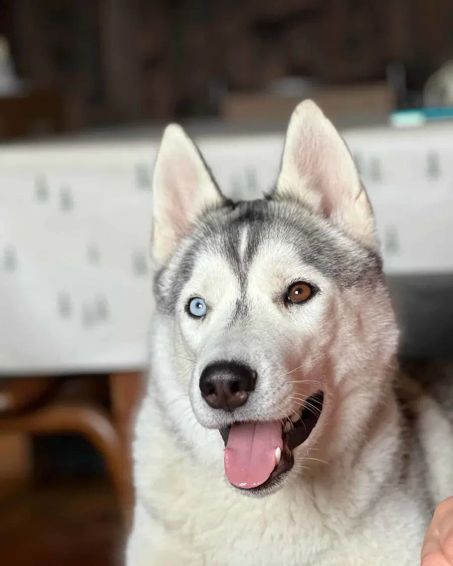 Išče se psička Zoya pasme husky, ki je izginila sinoči v Podgorju