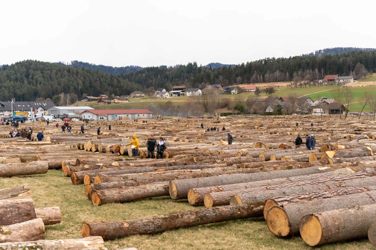 V začetku leta 2025 bo v Slovenj Gradcu zopet licitacija vrednejšega lesa
