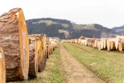Licitacija vrednejšega lesa v Pamečah: Ponudbe za les oddalo 54 kupcev iz Evrope in Kitajske 
