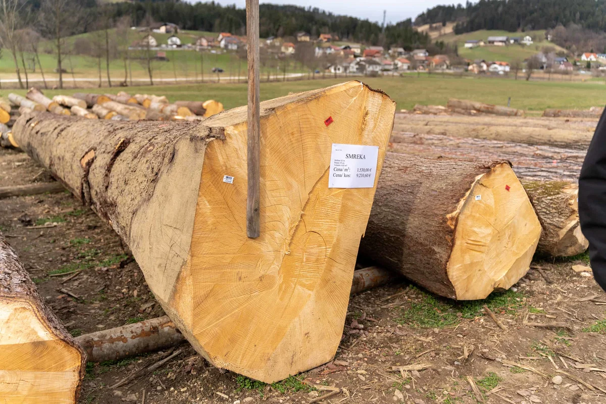 Na licitaciji vrednejšega lesa tudi letos pričakujejo veliko ponudb in dobre cene