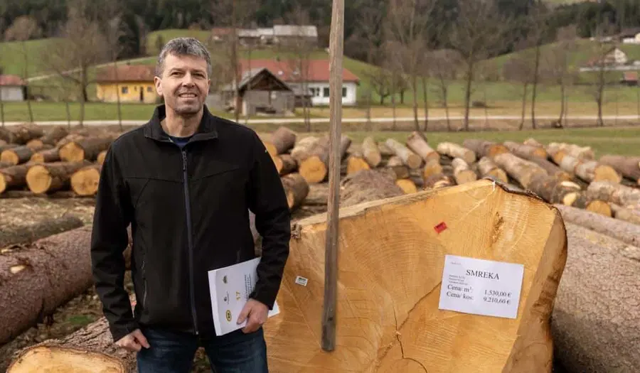 Smreka iz Golavabuke na licitaciji dosegla rekordno ceno v svoji kategoriji