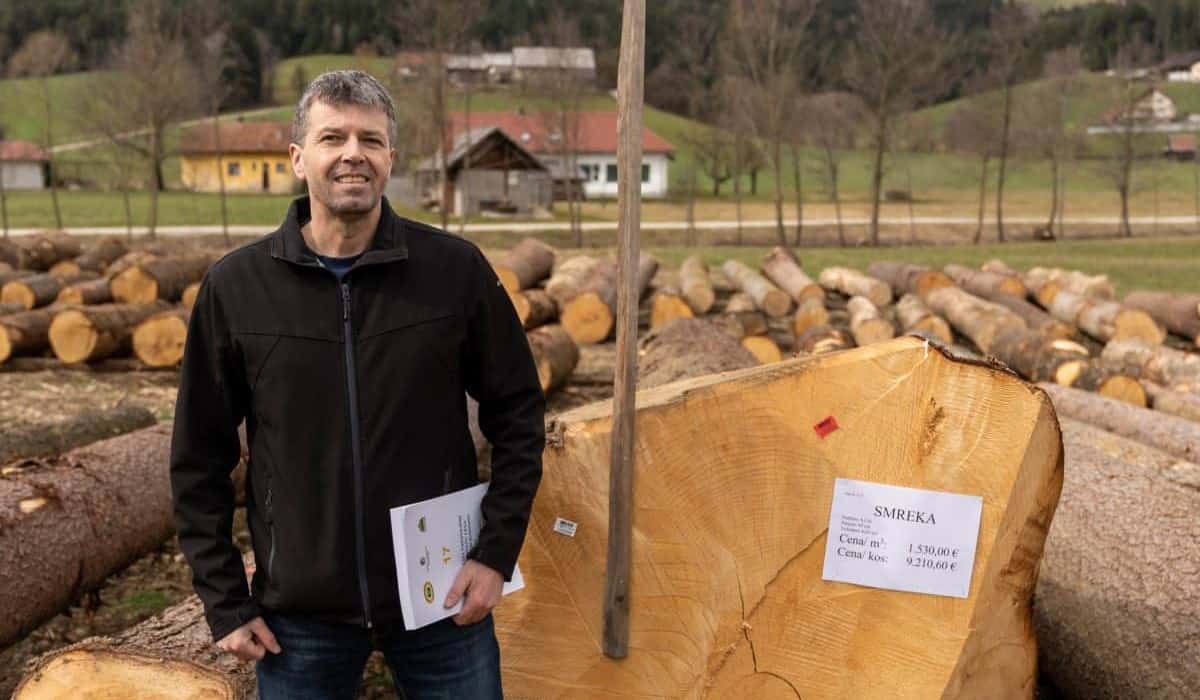 Smreka iz Golavabuke na licitaciji dosegla rekordno ceno v svoji kategoriji