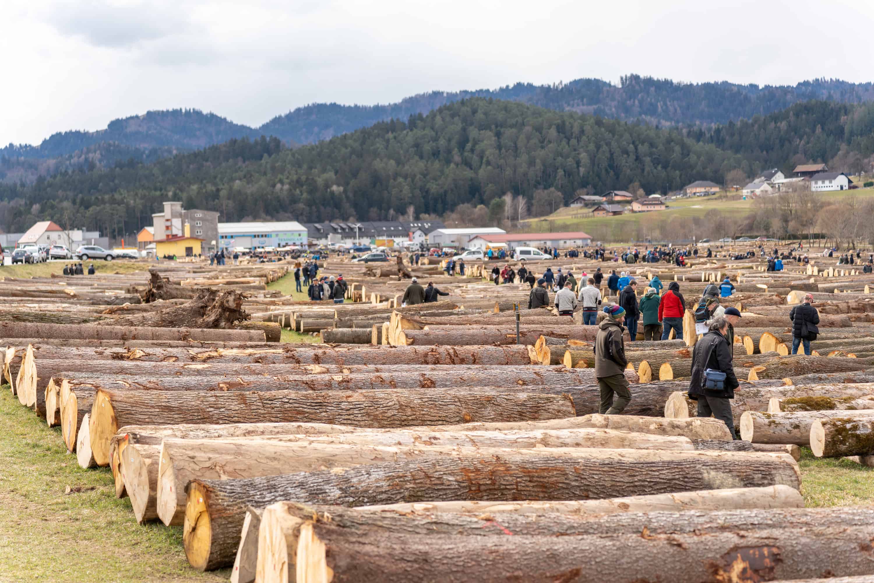 V Slovenj Gradcu so pričeli z dovozom hlodovine za licitacijo najboljšega lesa