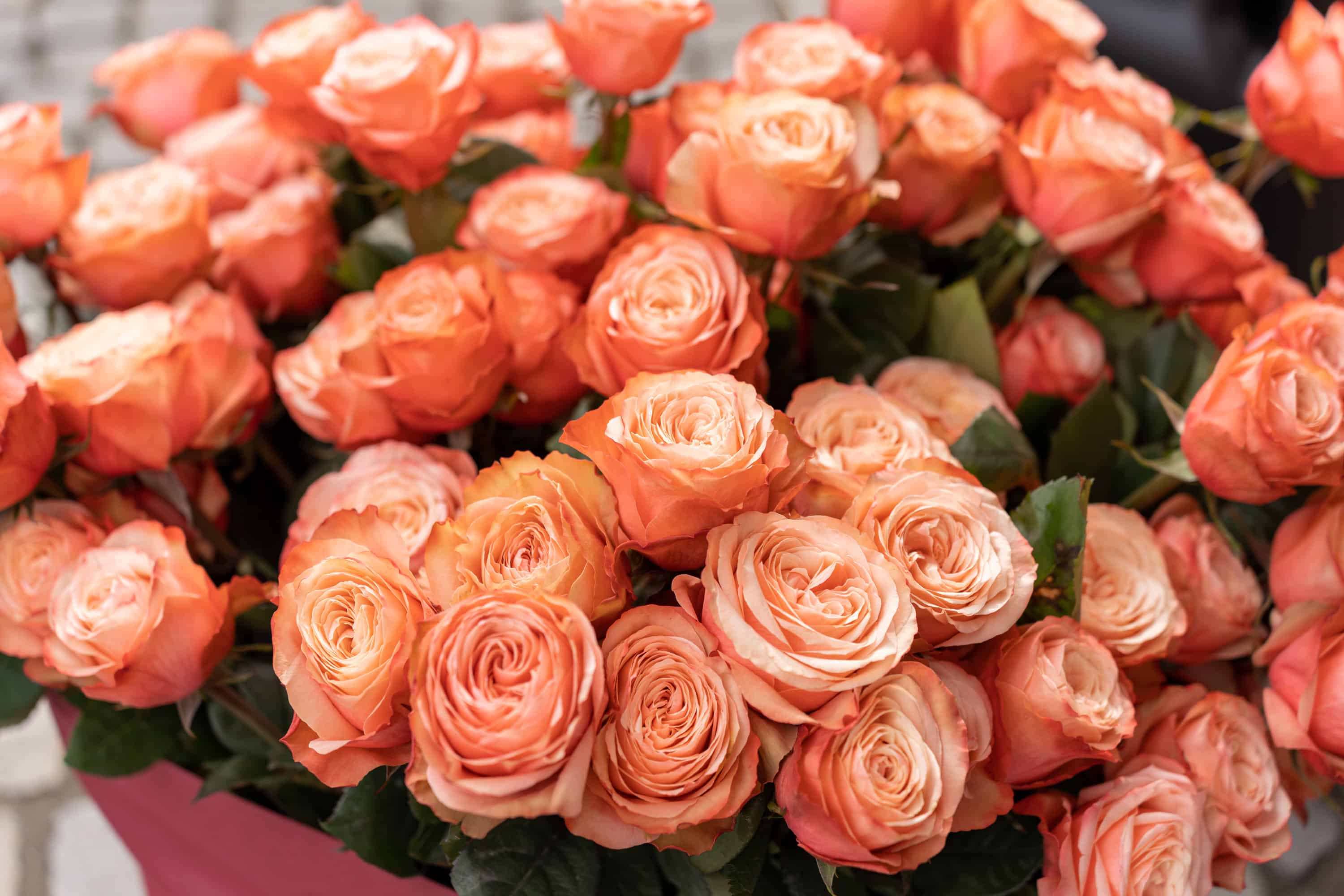 Vabljeni na Akademijo ob Materinskem dnevu, ki bo potekala na Ravnah na Koroškem