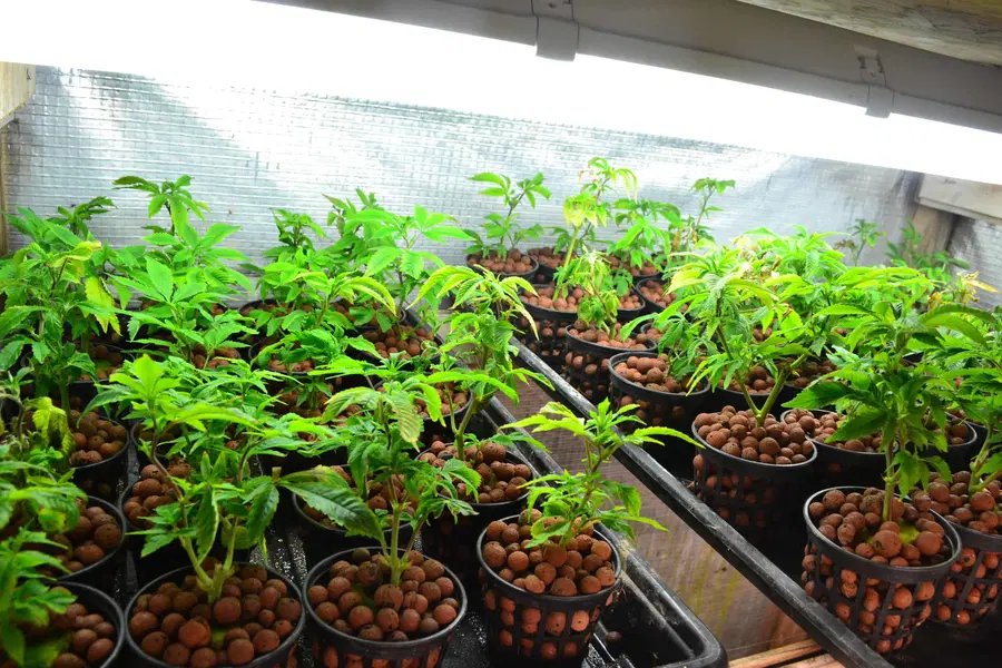 V hišni preiskavi zasegli več sadik konoplje