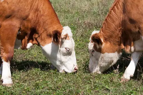 Inšpekcija na koroški kmetiji razkrila poginulo govedo, trpljenje živali in več kršitev
