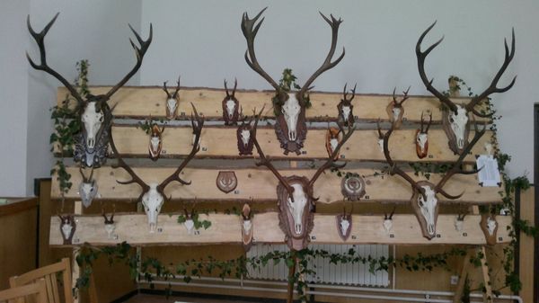 V Vuzenici bo kmalu na ogled zanimiva lovska razstava