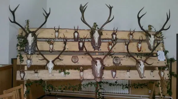 V Vuzenici bo kmalu na ogled zanimiva lovska razstava