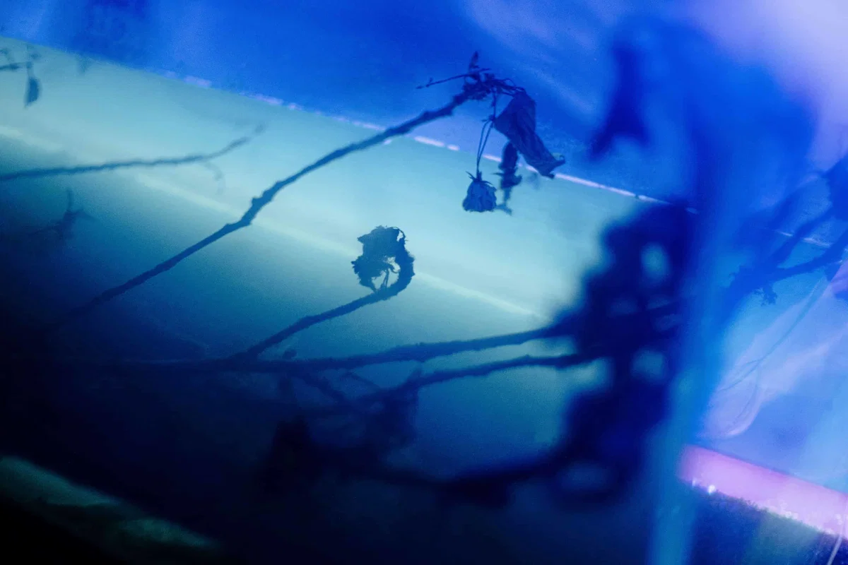 Galerija Ravne vabi na odprtje razstave Isidore Todorić: Vsi psi gremo v raj