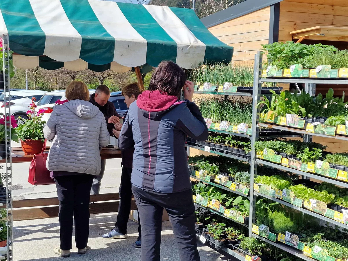 V Mislinji je potekal sejem sadik in tržnica (FOTO)