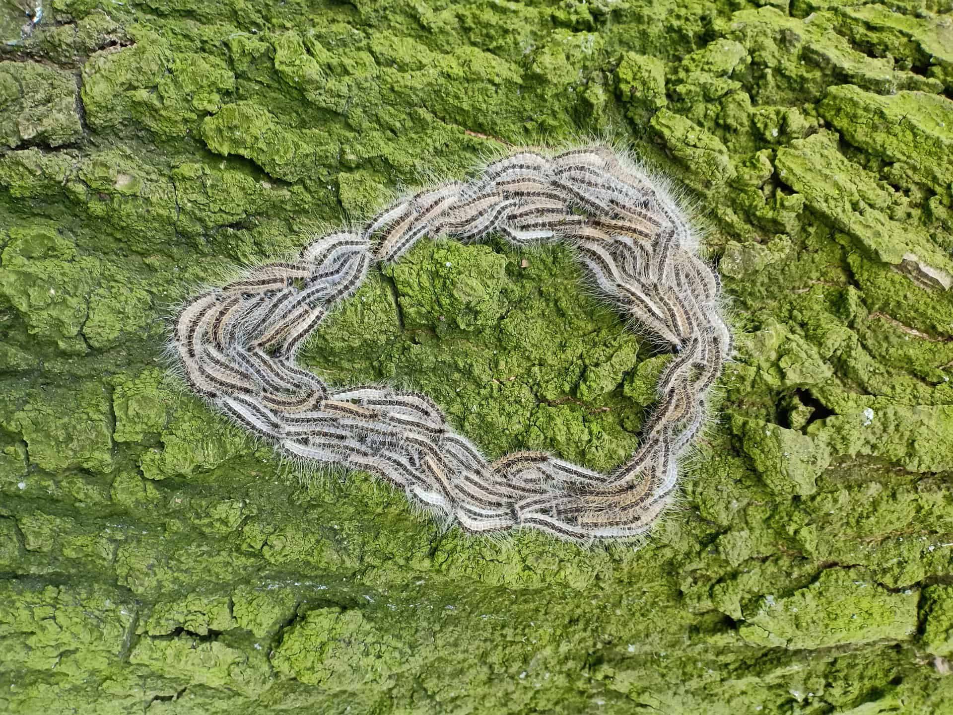 Število psom nevarnih gosenic strmo narašča