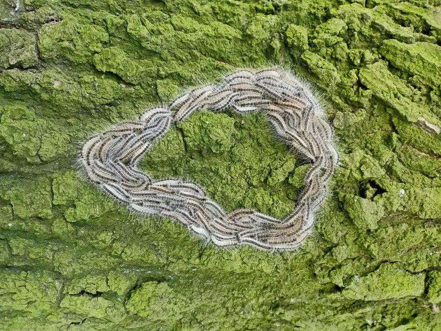 Število psom nevarnih gosenic strmo narašča