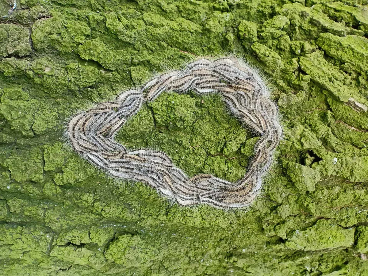 Število psom nevarnih gosenic strmo narašča