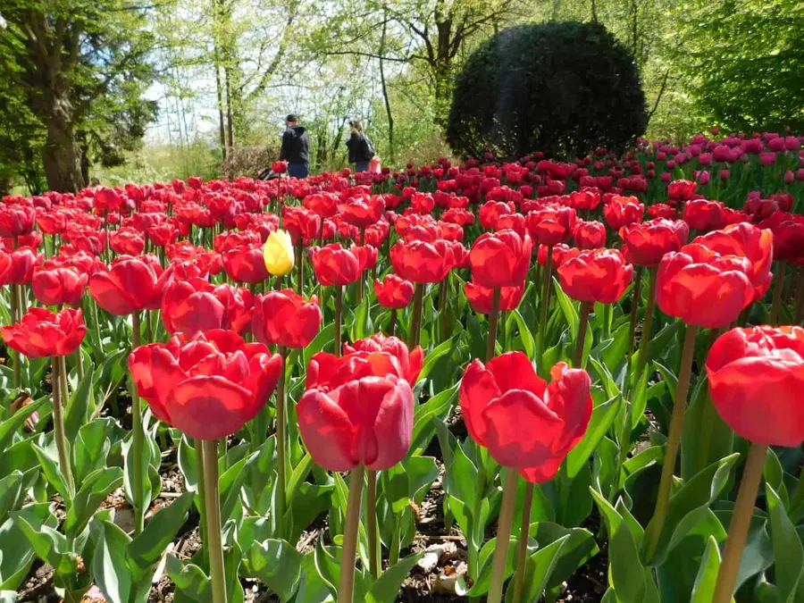 Doživite vrhunec cvetočih tulipanov v Mozirskem gaju