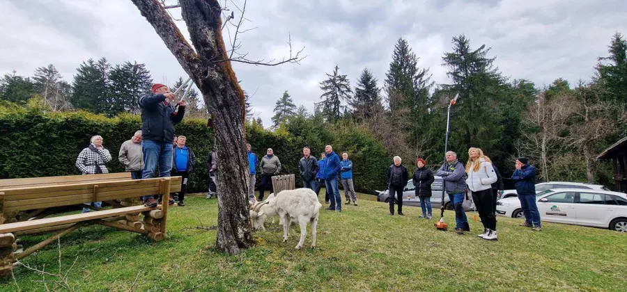Obrezovanje sadnega drevja ob Prežihovi bajti (FOTO)