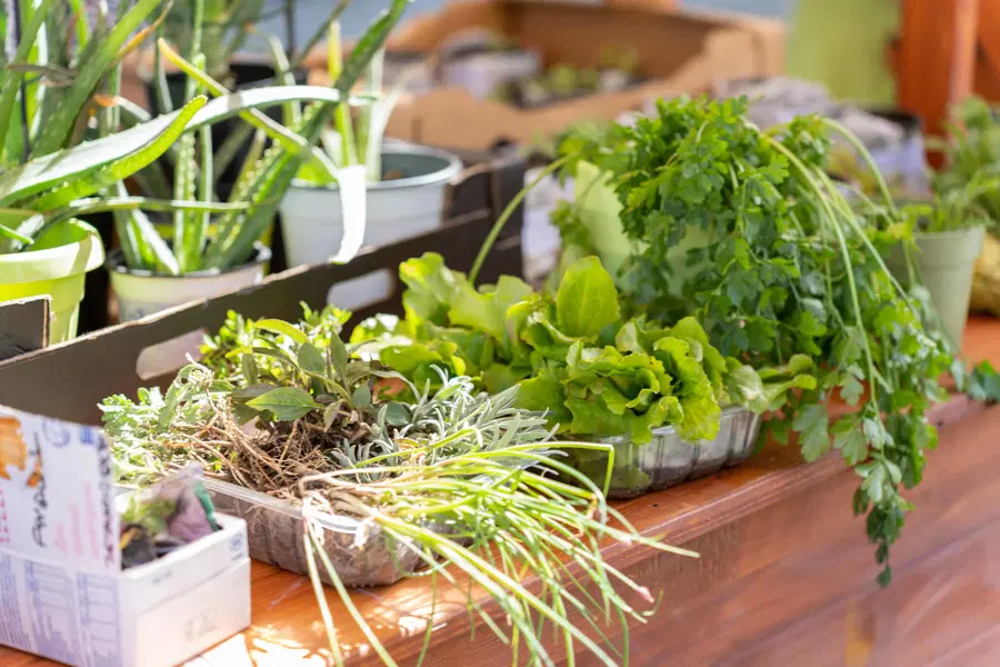 Mislinjske tržnice to soboto ne bo