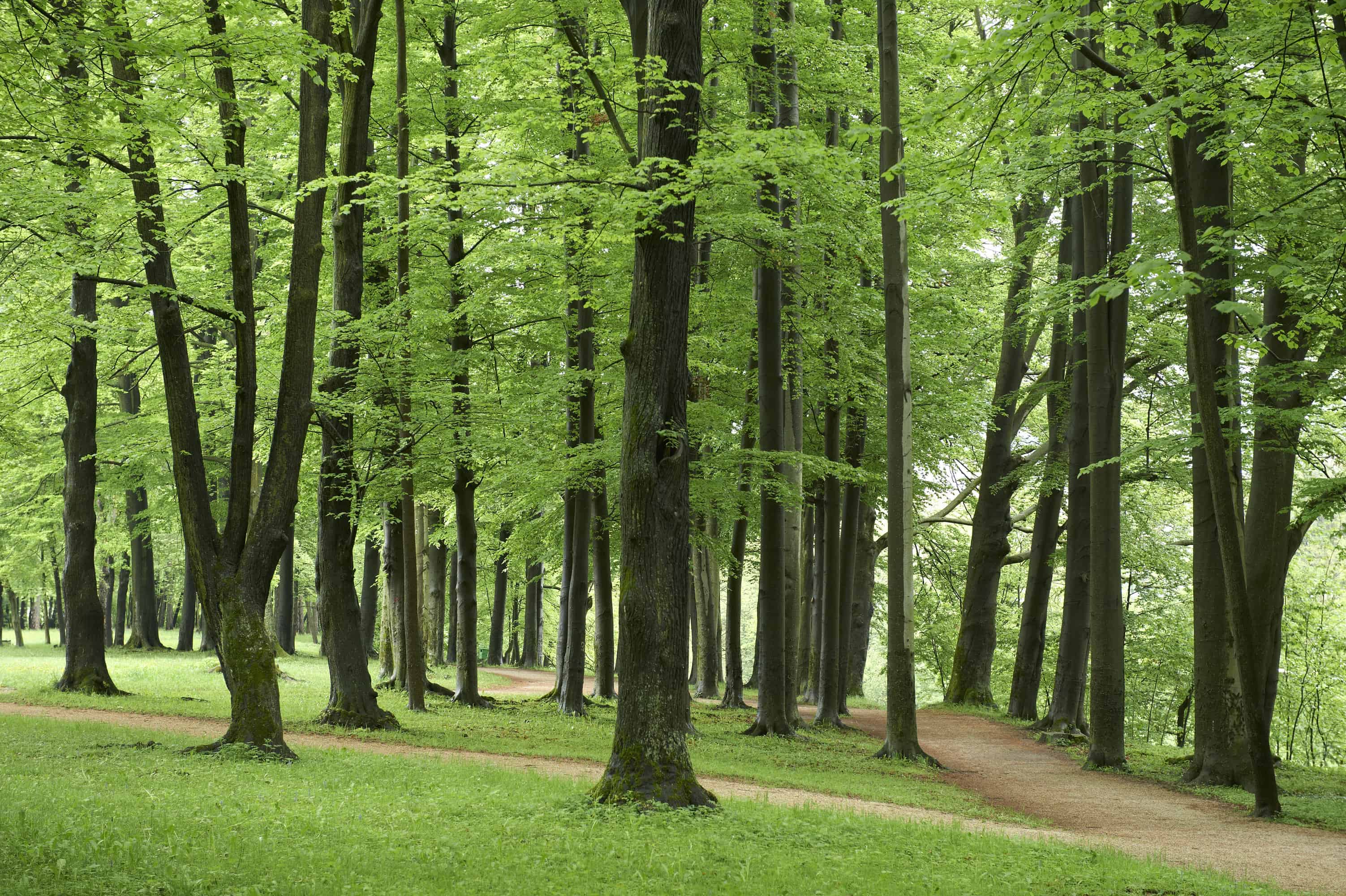 Krog življenja: 24-urna hoja za boj proti raku prebavil na Ravnah na Koroškem