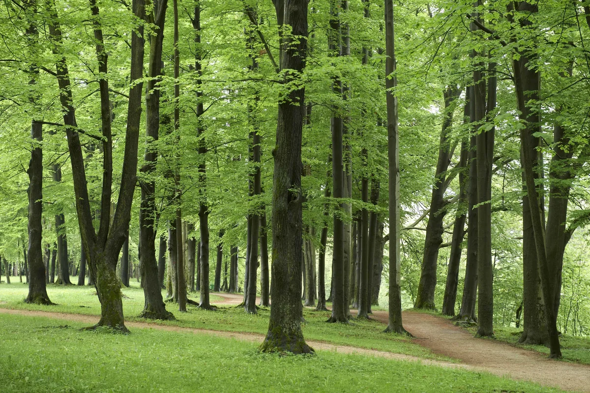 Krog življenja: 24-urna hoja za boj proti raku prebavil na Ravnah na Koroškem