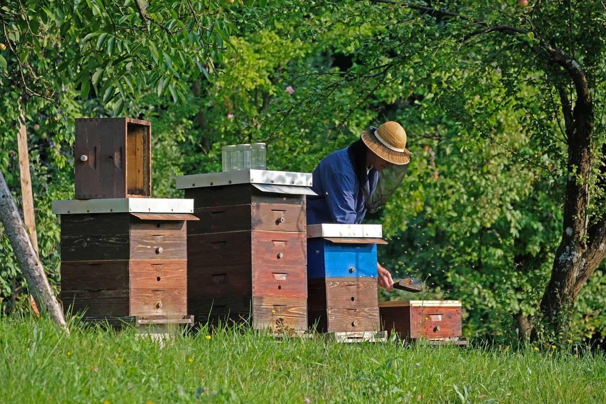 V Berlinu razstava o slovenskem čebelarstvu