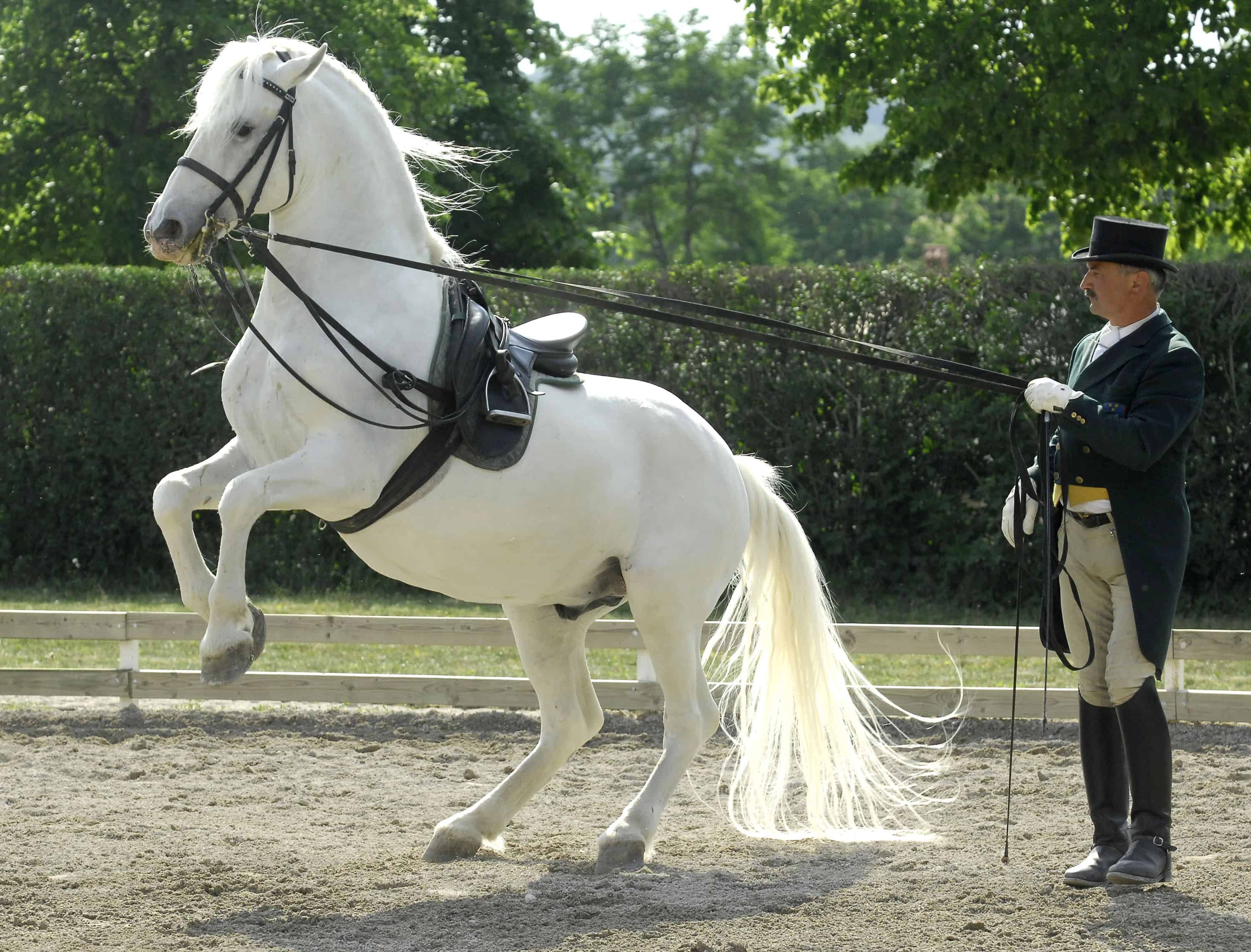 Dan lipicanca priložnost za podelitev listine Unesca