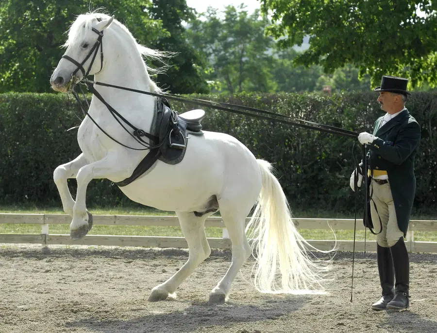 Dan lipicanca priložnost za podelitev listine Unesca