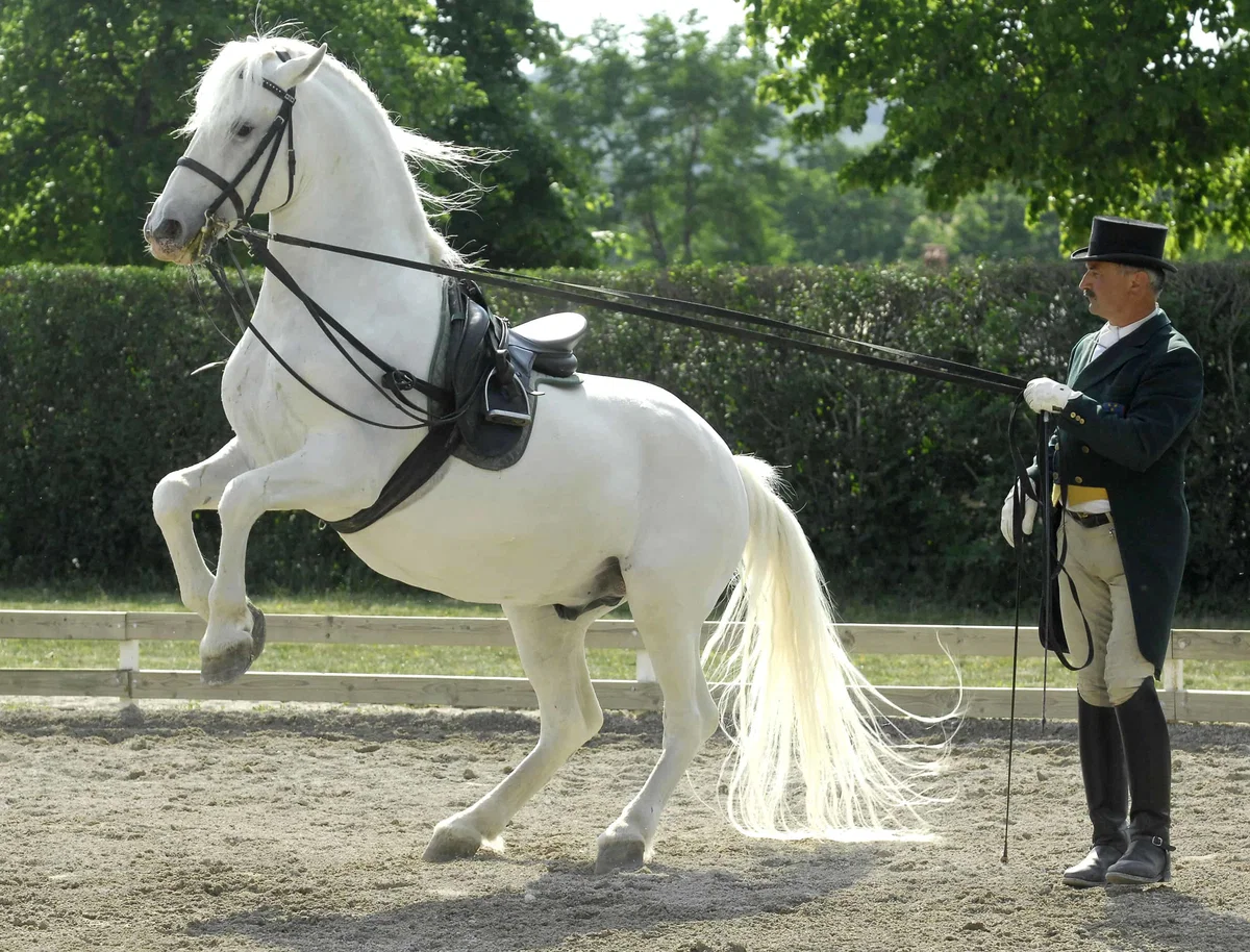 Dan lipicanca priložnost za podelitev listine Unesca
