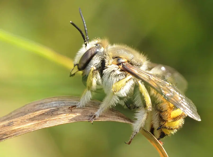 V Vodrižu občana pičila čebela. Potreboval je zdravniško pomoč