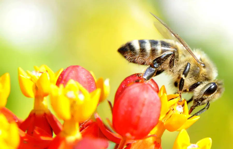 Svetovni dan čebel poziva k do opraševalcev prijaznemu kmetijstvu