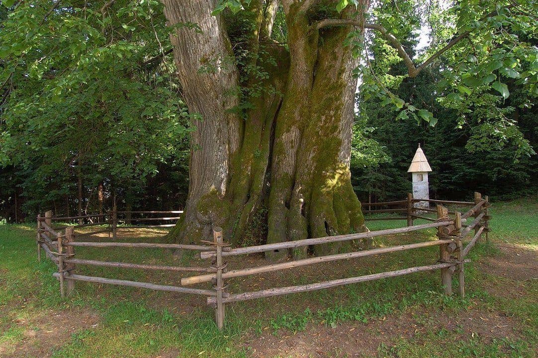 Pod Najevsko lipo 34. srečanje, v Črni temeljni kamen za dom starejših