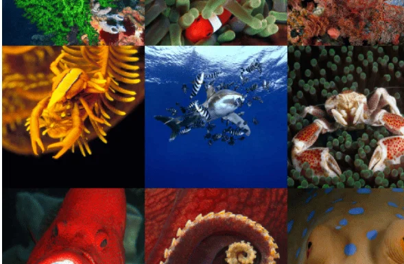 V Črni se bo odvila multimedijska projekcija Pod morjem okoli sveta