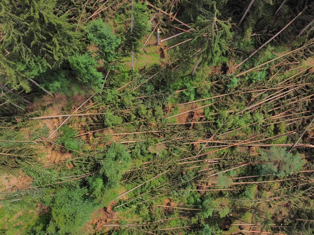 Neurje povzročilo ogromno škodo po gozdovih