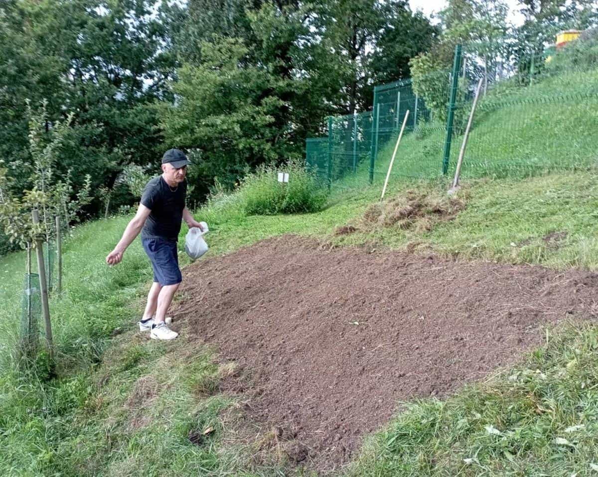 Čebelarsko društvo Ravne na Koroškem skupaj s ŠK Ajdovo strnišče posejalo ajdo