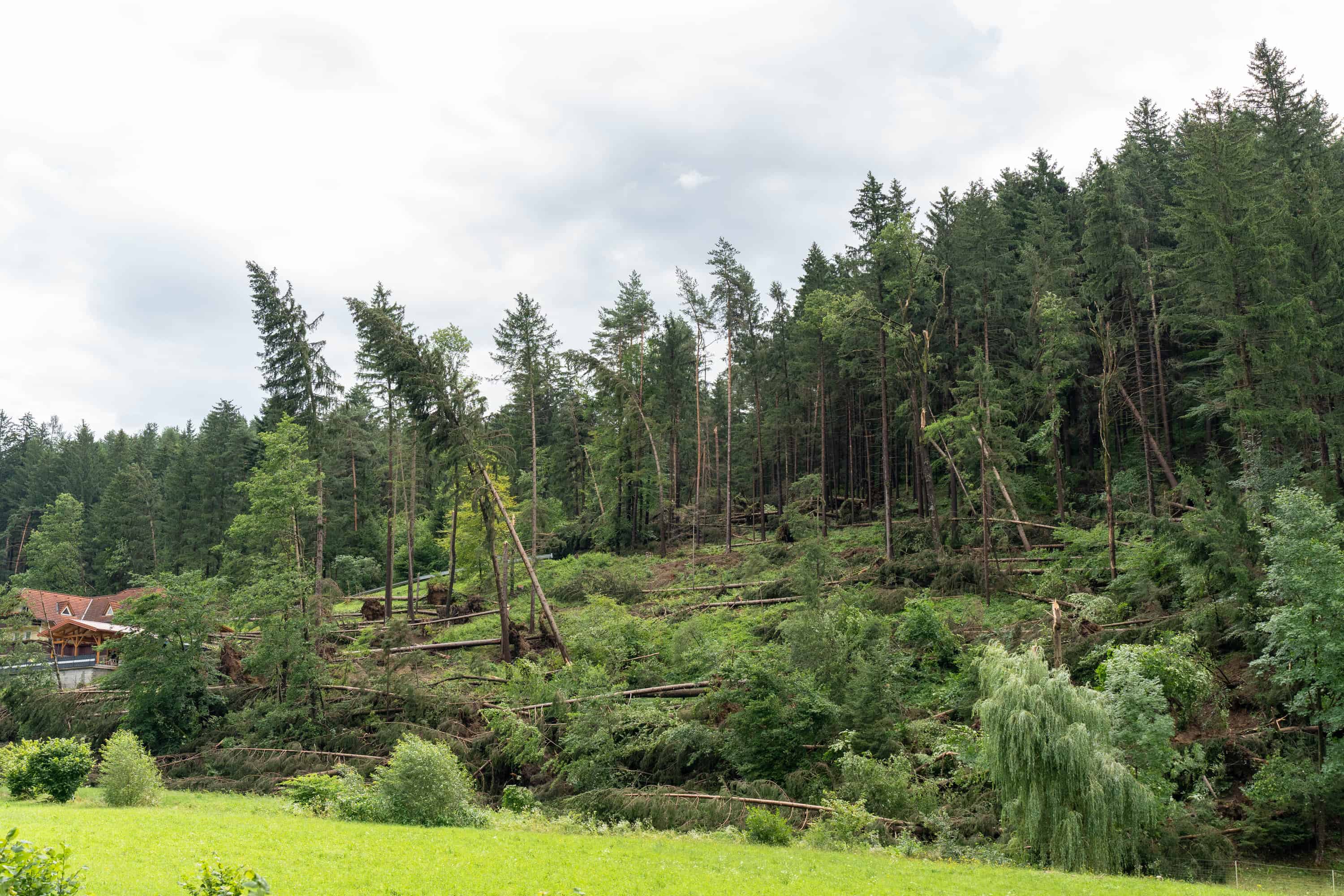 V neurjih poškodovanega za desetino letnega poseka dreves. Najbolj so poškodovani v GGO Bled in GGO Slovenj Gradec