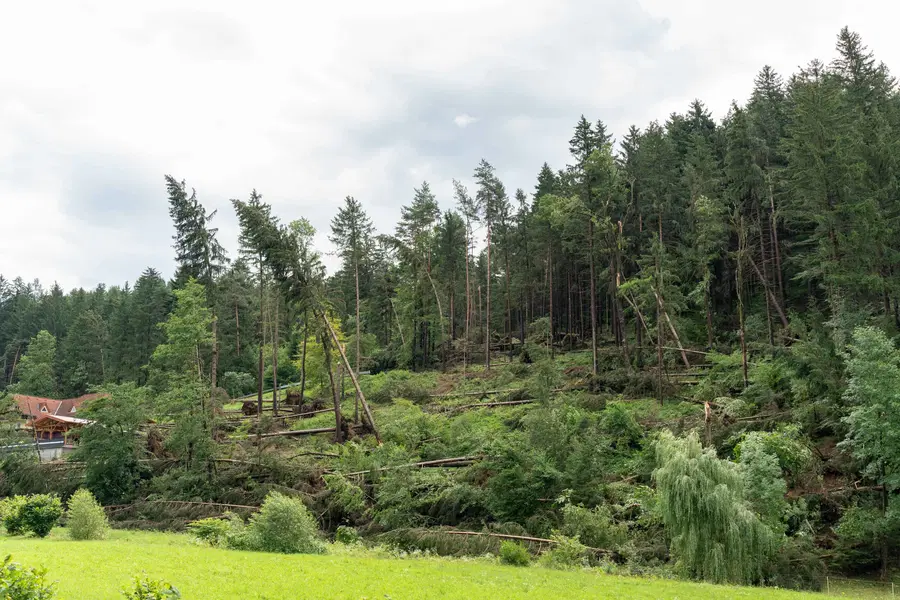 V neurjih poškodovanega za desetino letnega poseka dreves. Najbolj so poškodovani v GGO Bled in GGO Slovenj Gradec