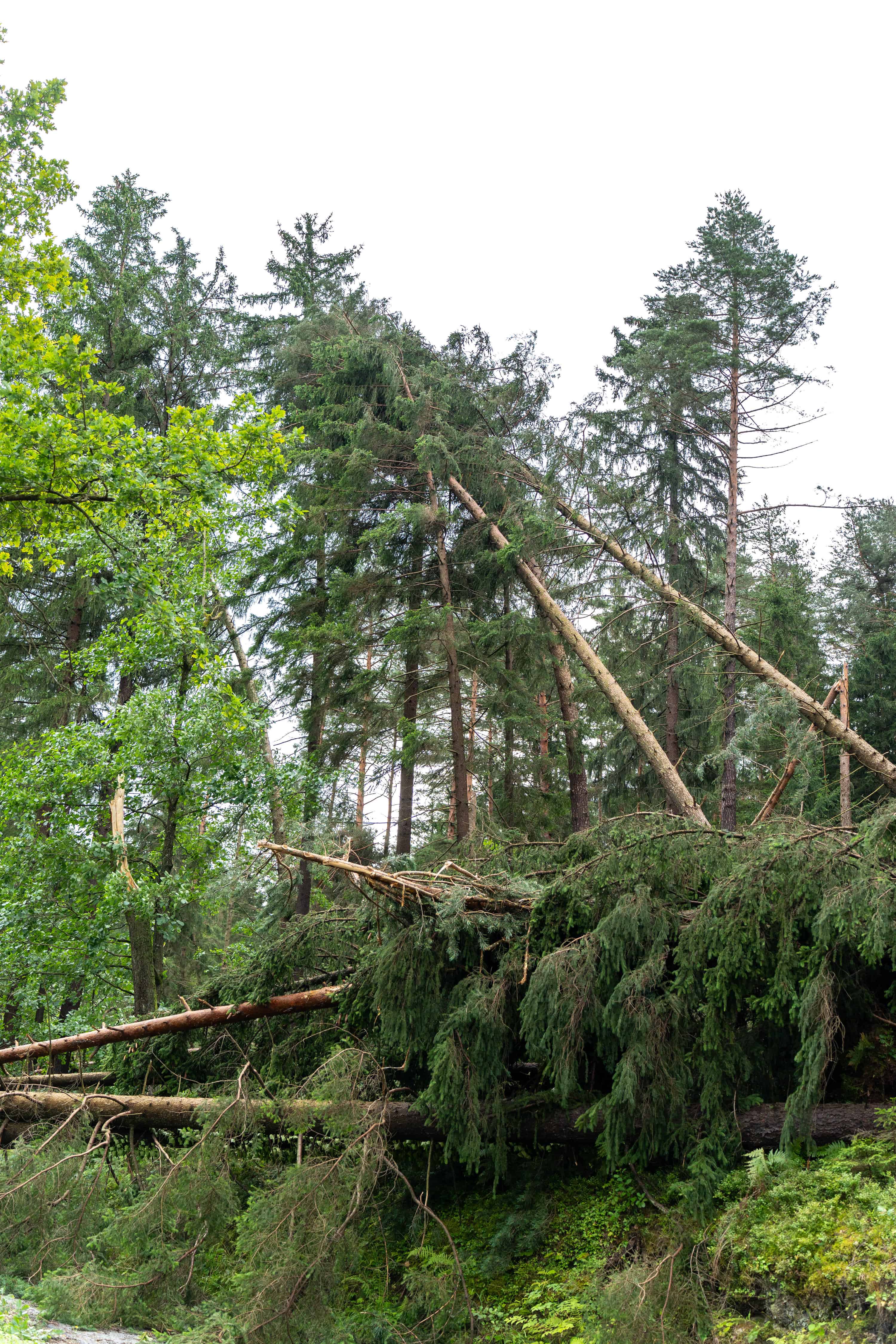 Zaradi petkovega neurja precej škode v občini Sveti Andraž v Slovenskih goricah