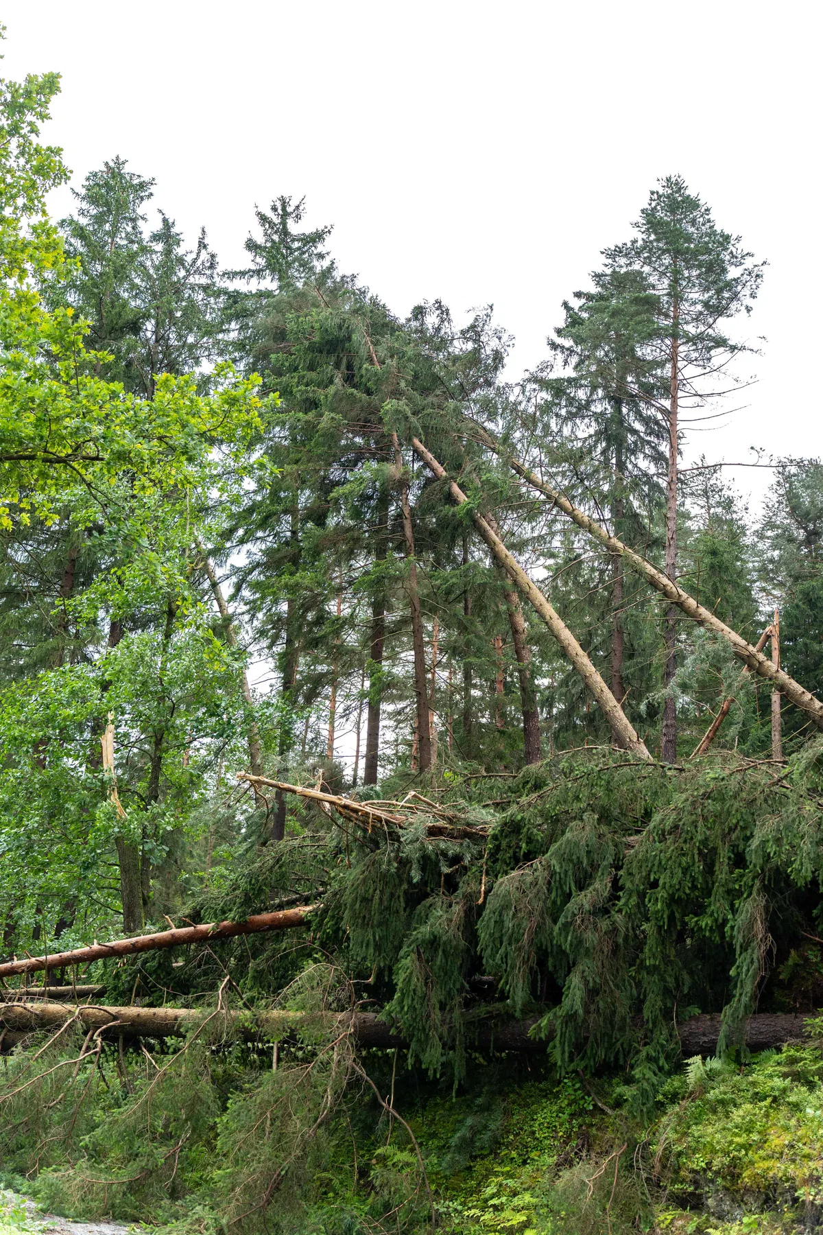 Zaradi petkovega neurja precej škode v občini Sveti Andraž v Slovenskih goricah
