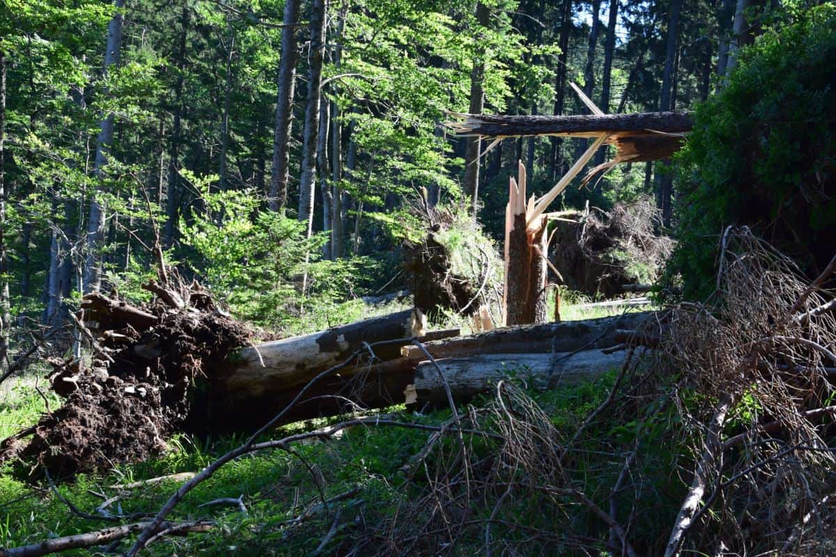 Planinska pot med Pastirskim stolom in Črnim vrhom je zaprta