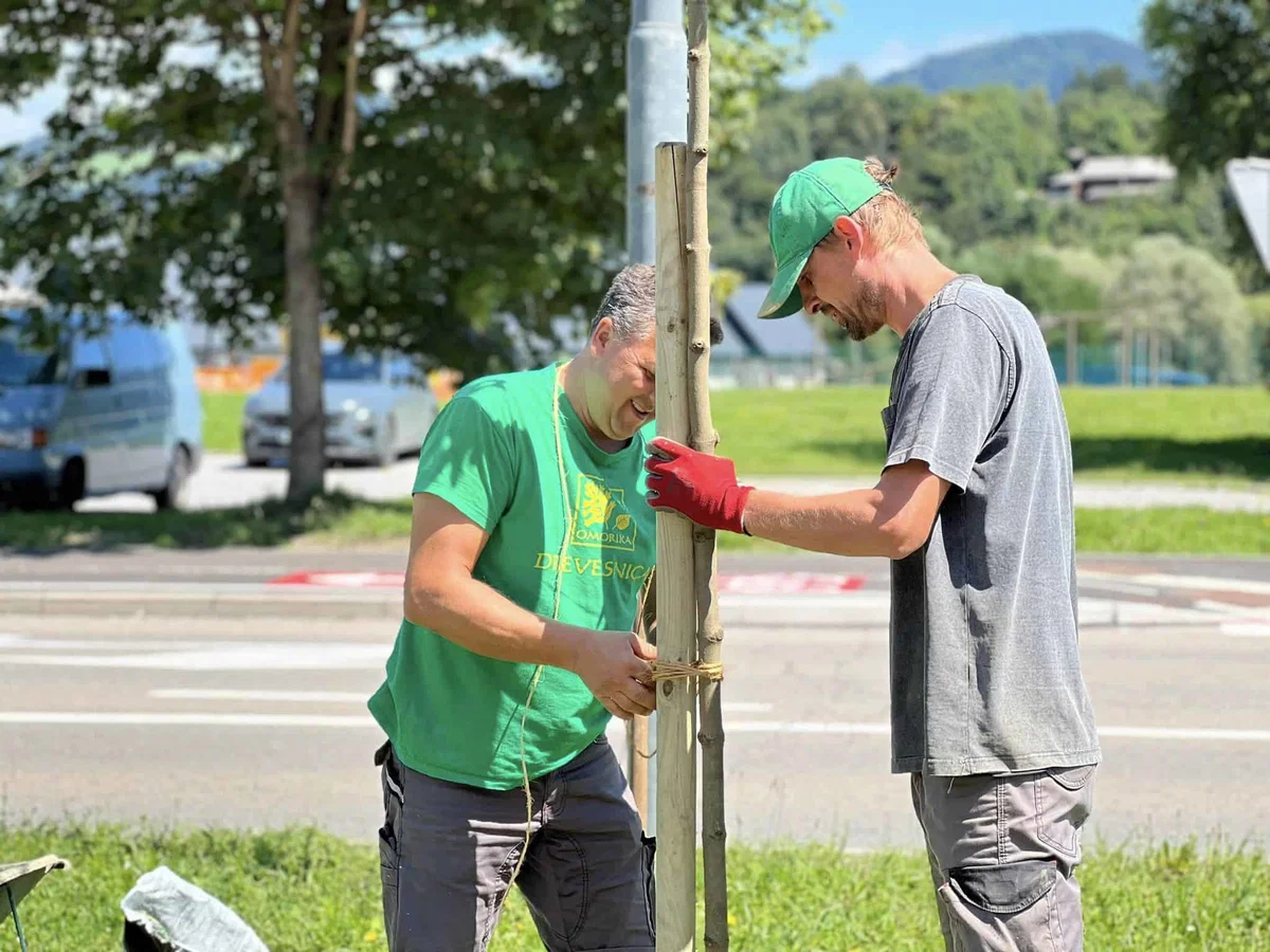 Ob kolesarskih poteh v Slovenj Gradcu bo novi mladi drevored. Na Celjski cesti ga že lahko občudujete