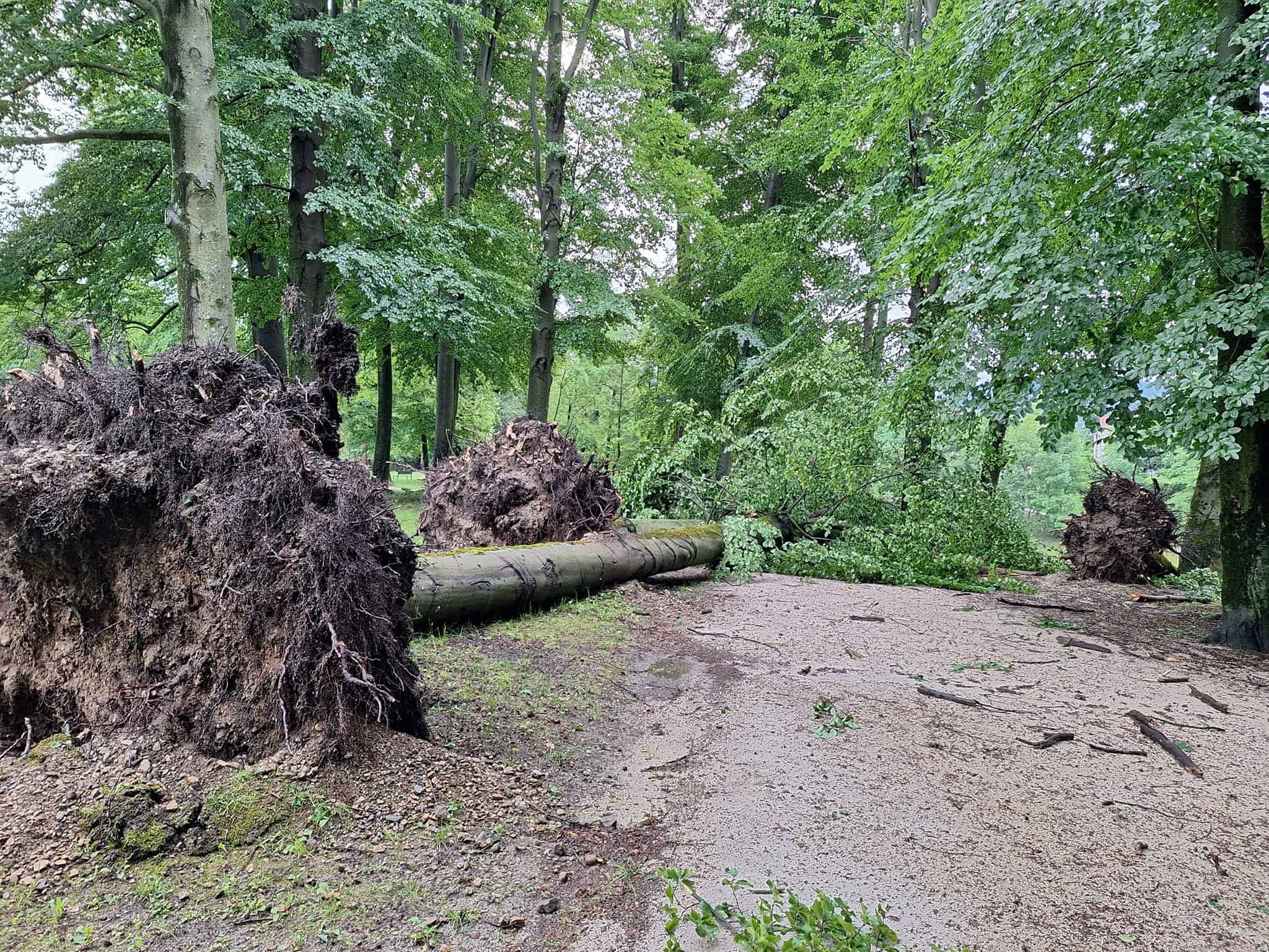 FOTO: V Grajskem parku na Ravnah veter povzročil pravo razdejanje