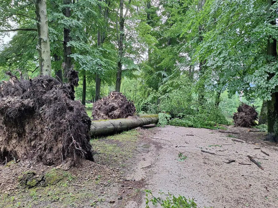 FOTO: V Grajskem parku na Ravnah veter povzročil pravo razdejanje