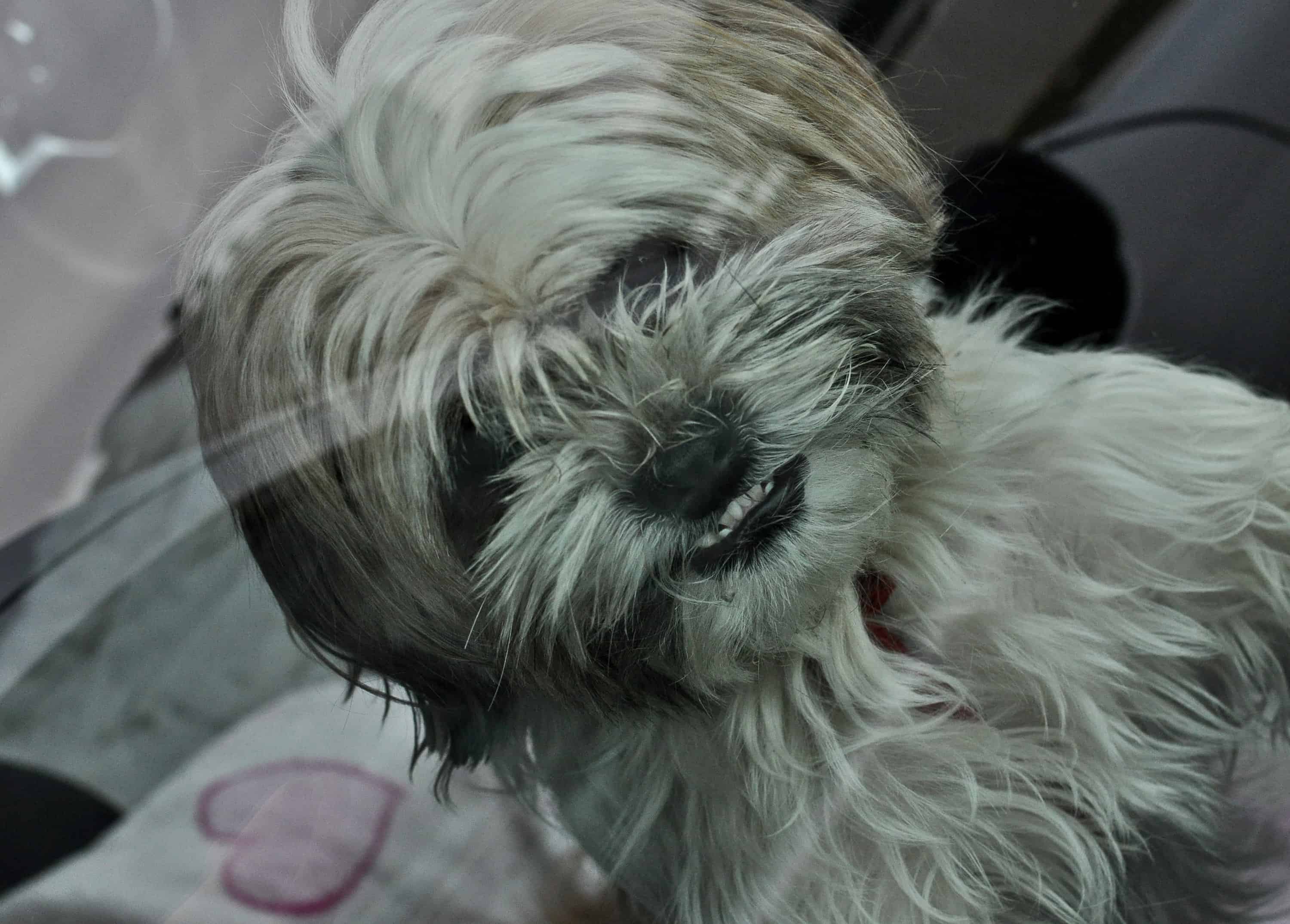 Pes se je zaklenil v avto, na pomoč priskočili gasilci