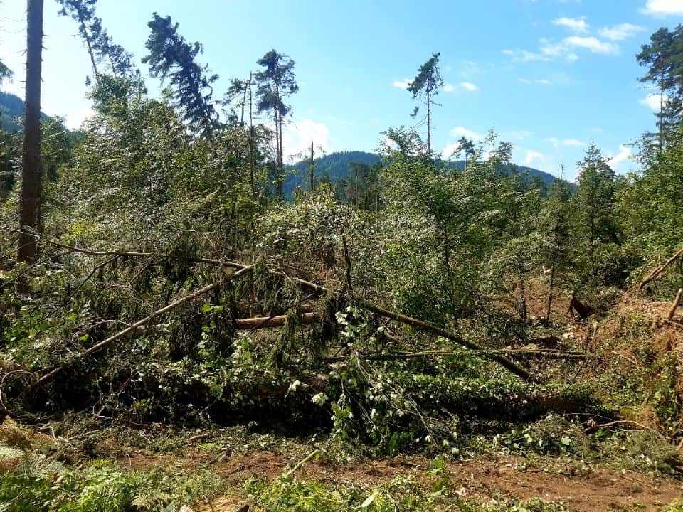 Med sečnjo lesa se je smrtno ponesrečil 64-letni moški